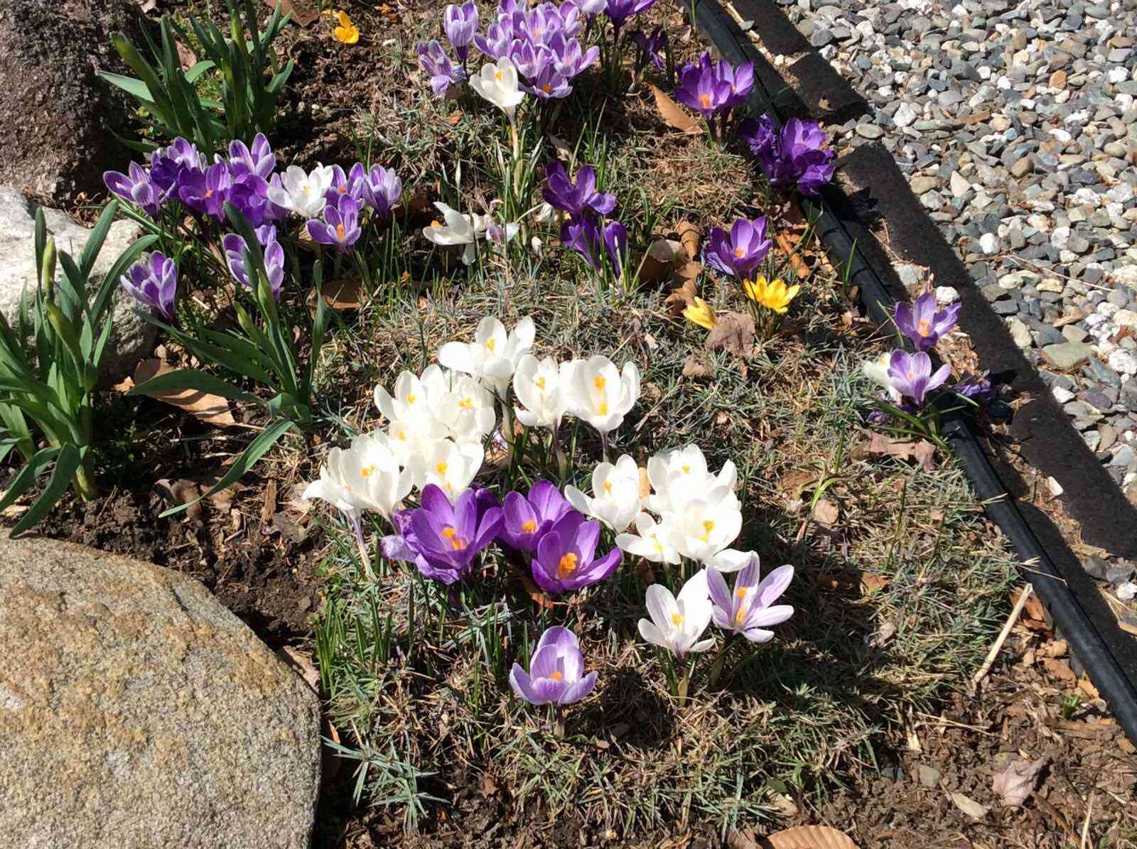 Spring and Fall Cleanse Sessions